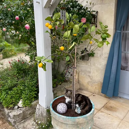 Appartement Sous L Olivier Tusson