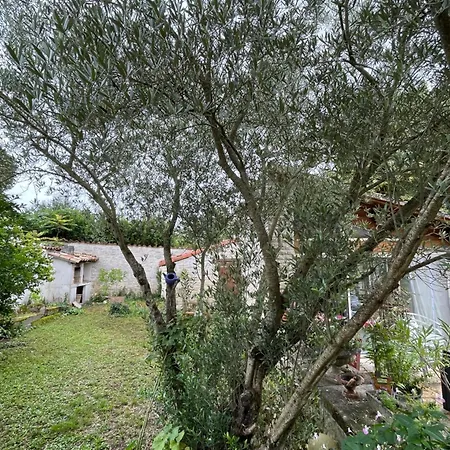 Sous L Olivier Tusson