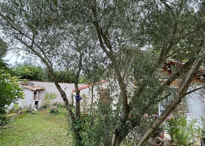 Sous L Olivier Tusson